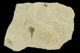 Fossil Seed And Fly - Green River Formation, Utah #108826-1